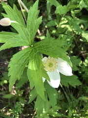 Anemonastrum canadense