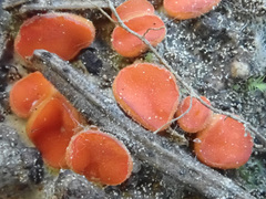 Pulvinula convexella