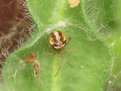 Simitidion simile