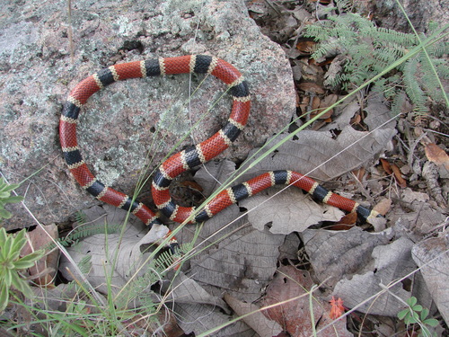 Photo of a West Mexican Coral Snake (Micrurus distans)