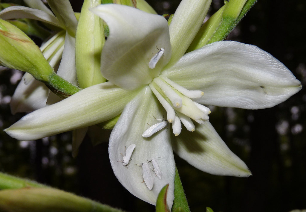 Yucca Moths and Allies