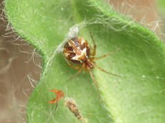 Simitidion simile