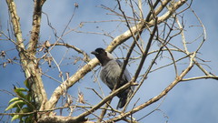 Cyanocorax violaceus