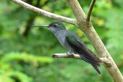 Campylopterus largipennis