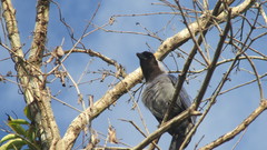 Cyanocorax violaceus