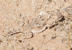 Phrynosoma goodei