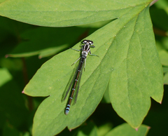 Coenagrion puella