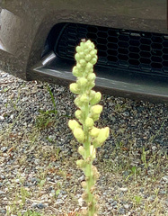 Digitalis grandiflora