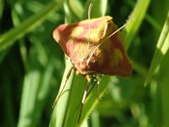 Ostrinia palustralis