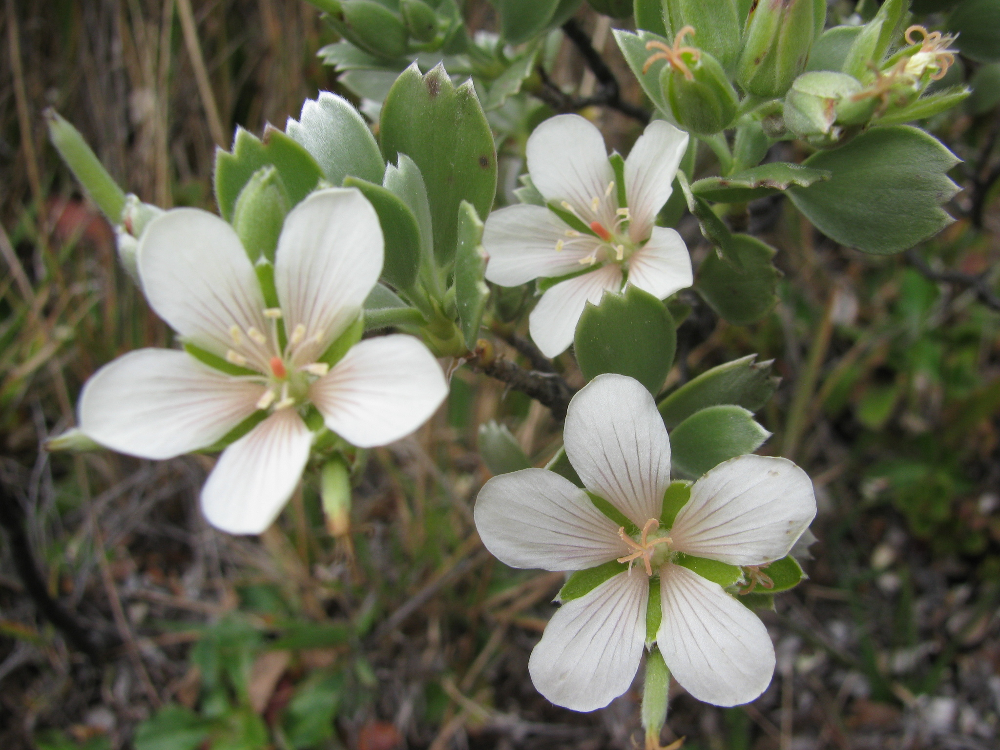 Geranium cuneatum ssp. tridens