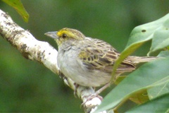 Ammodramus aurifrons