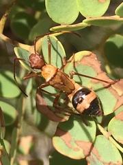 Hyalymenus longispinus