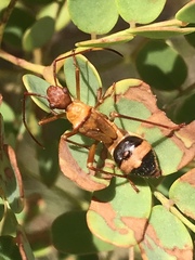 Hyalymenus longispinus