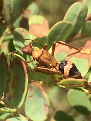 Hyalymenus longispinus