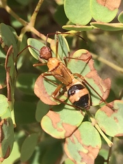 Hyalymenus longispinus