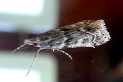 Lepidoptera