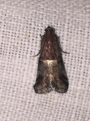 Acrobasis marmorea