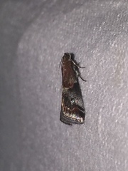 Acrobasis marmorea