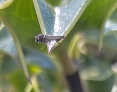 Glyphipterix simpliciella