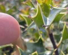Glyphipterix simpliciella