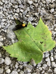 Chrysopilus davisi
