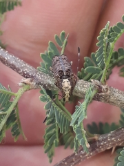 Meconemus impressicollis