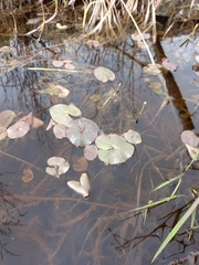 Caltha natans