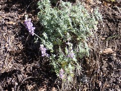 Lupinus grayi