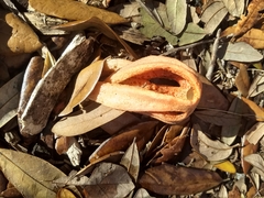 Clathrus columnatus image