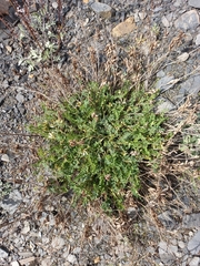 Astragalus schelichowii