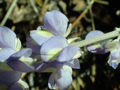 Lupinus grayi