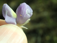 Lupinus grayi
