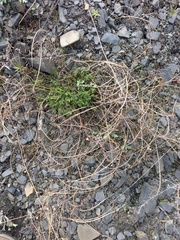 Astragalus schelichowii