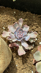 Echeveria shaviana
