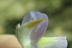 Lupinus grayi