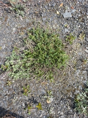 Astragalus schelichowii