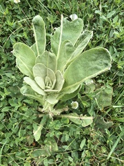Verbascum thapsus