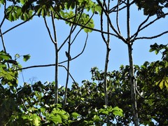 Cecropia sciadophylla