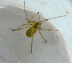 Araneae