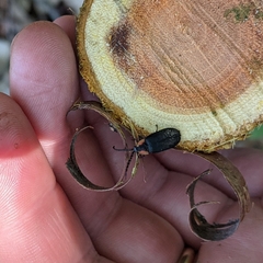 Lucidota atra