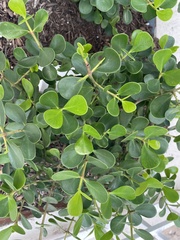 Clusia fluminensis