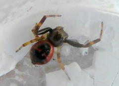 Synema globosum