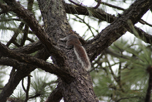 Mexican Fox Squirrel
