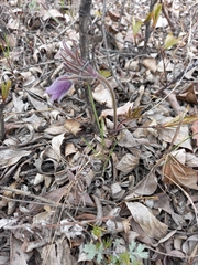 Pulsatilla dahurica
