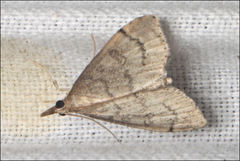 Metasia dicealis