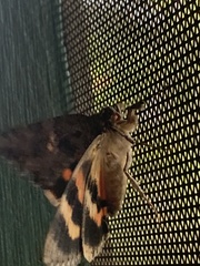 Catocala umbrosa