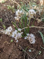 Allium lemmonii