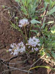 Allium lemmonii