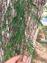 Taxodium distichum
