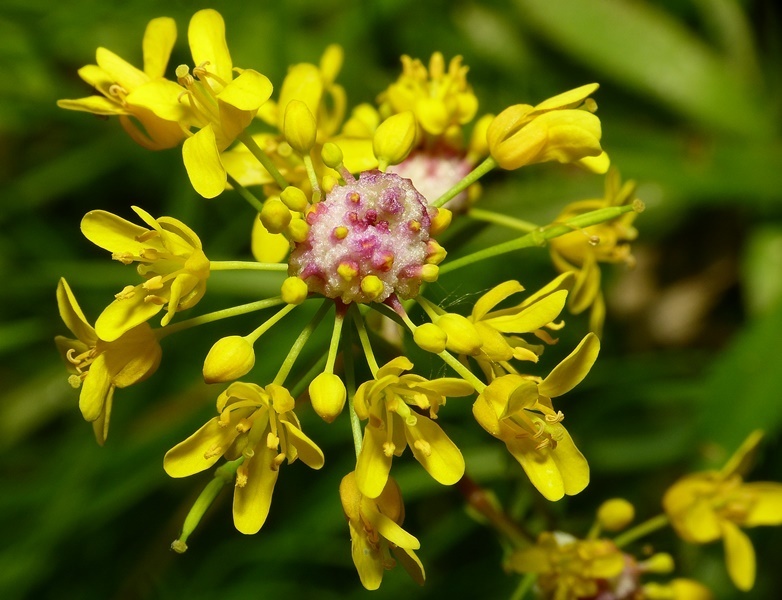 Dasineura sisymbrii